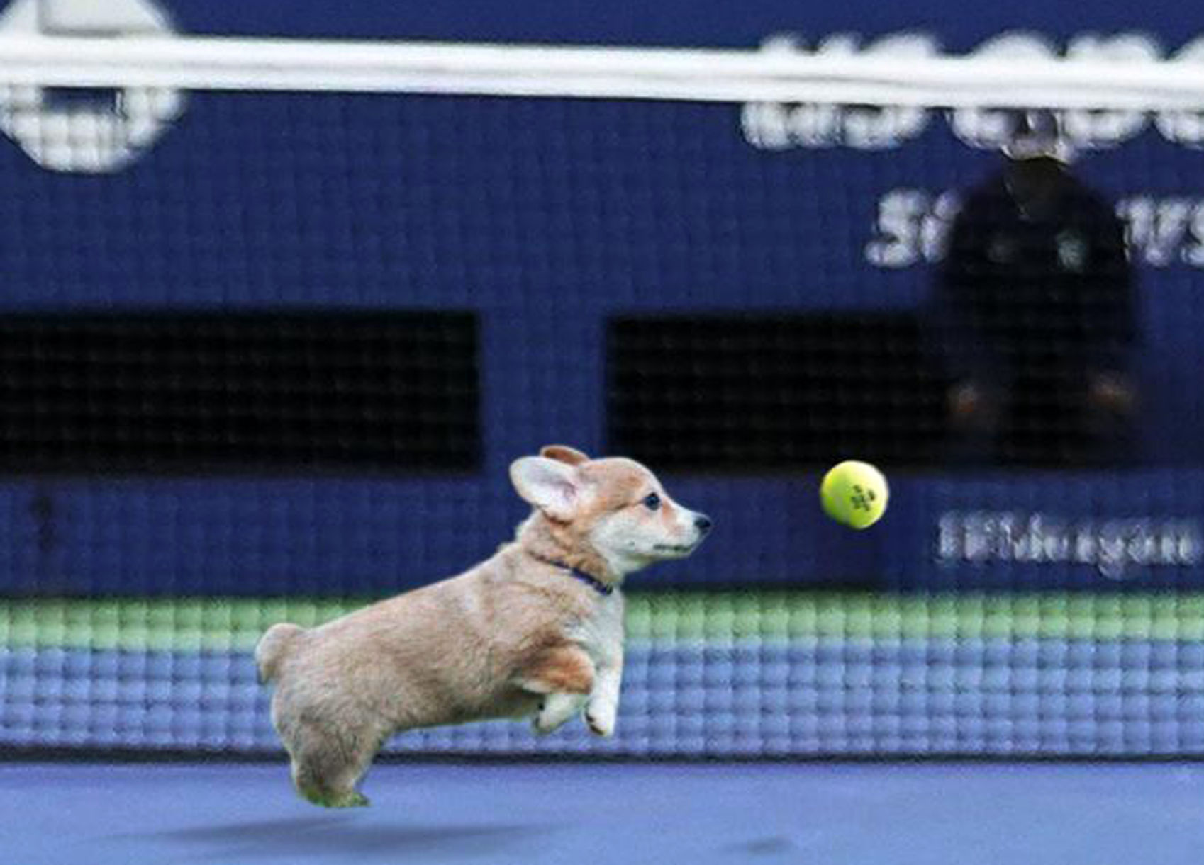 US Open joes about adding puppies to ballperson teams